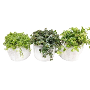 RWP16GEM Rude White Pot Groenmix