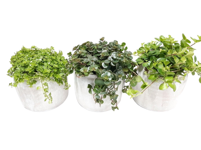 <h4>RWP16GEM Rude White Pot Groenmix</h4>
