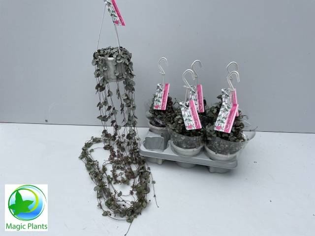 <h4>Ceropegia woodii 'Silver Glory'</h4>