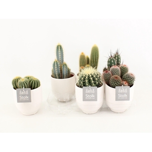 Cactus Mix in Liv keramiek