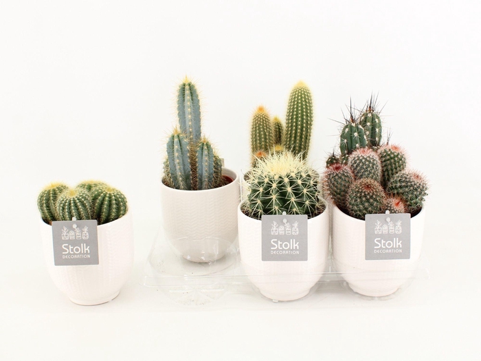 <h4>Cactus Mix in Liv keramiek</h4>
