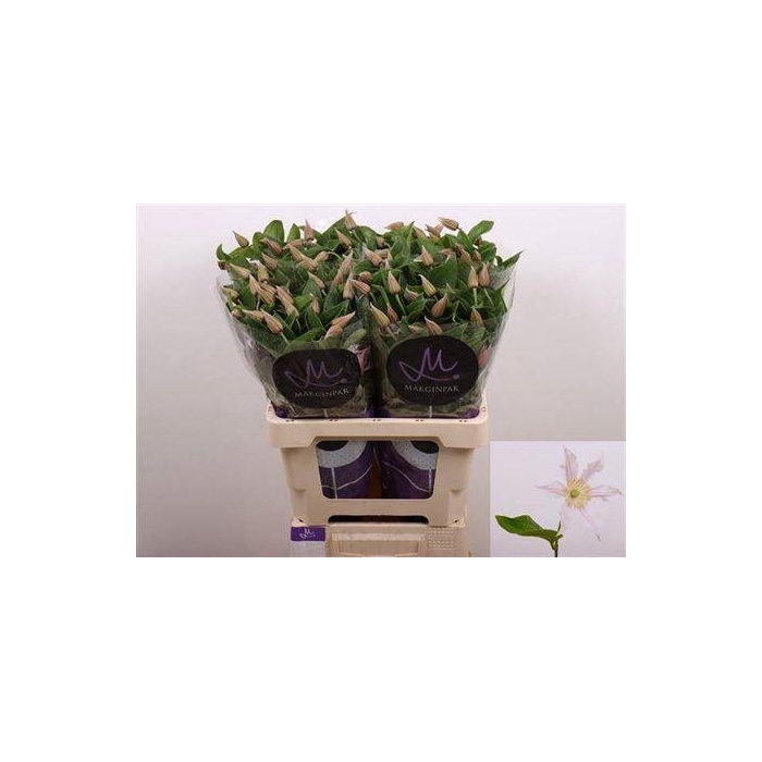 <h4>Clem Amazing Kansas</h4>