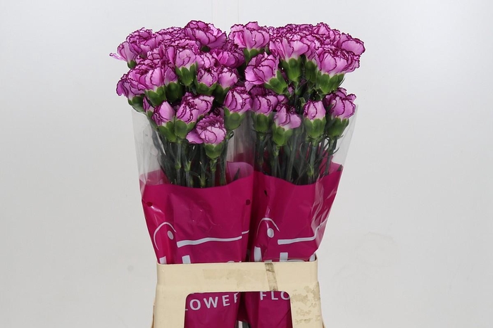 Dianthus St Royal Damascus