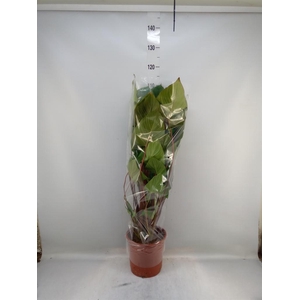 Homalomena rubescens 'Maggy'