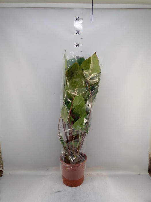 <h4>Homalomena rubescens 'Maggy'</h4>