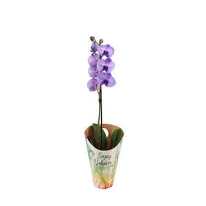 Enjoy Potcover Phal I Am Purple Heart 1T9+ ( 24 uur levertijd)