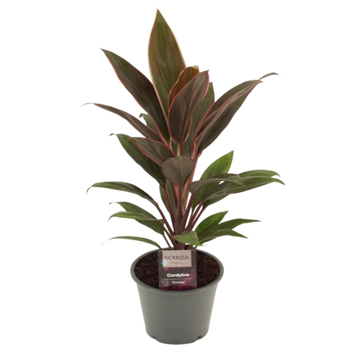 <h4>Cordyline Rumba 12 cm</h4>