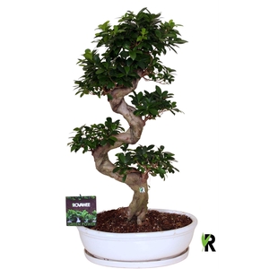 Ficus microcarpa 'Ginseng'