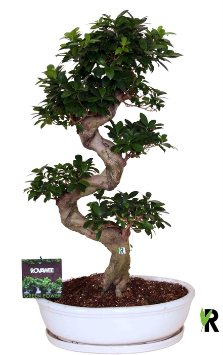 <h4>Ficus microcarpa 'Ginseng'</h4>