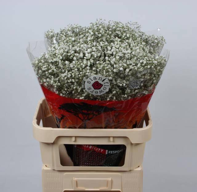 <h4>GYPS PA XLENCE</h4>