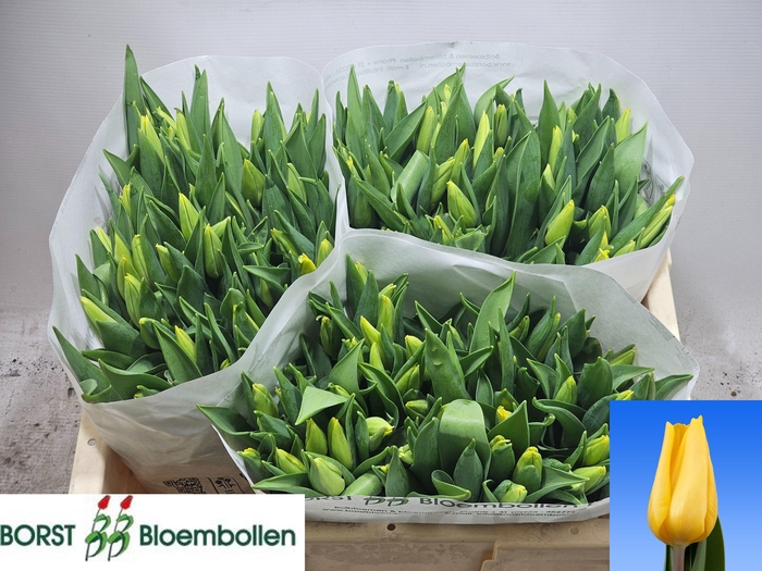 <h4>TU EN STRONG GOLD</h4>