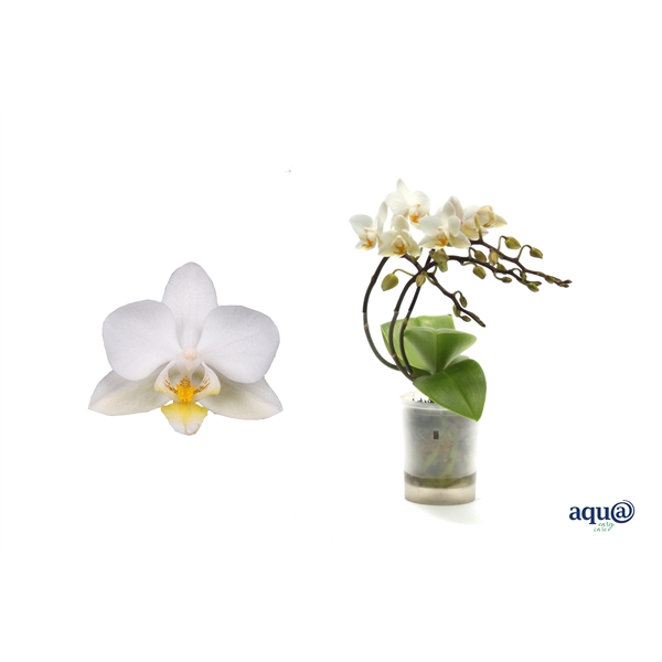 <h4>Phal Tiny Dolls Wild Wit 3/4T18+ Aqu@</h4>