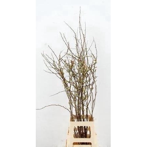 CHAENOMELES JAPONICA PINK 080CM