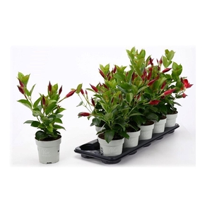 MANDE RIO PETITE RED