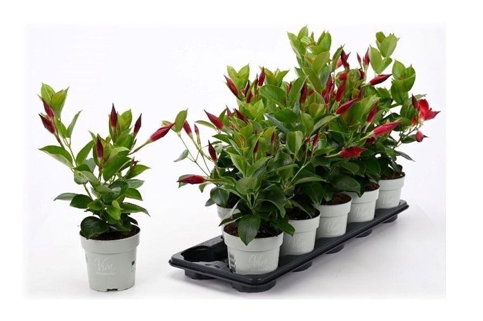 <h4>MANDE RIO PETITE RED</h4>