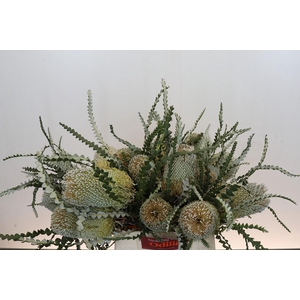 Banksia Speciosa