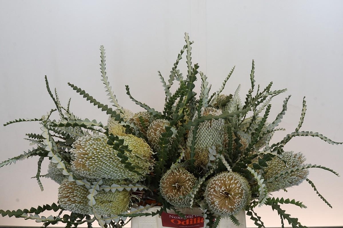 <h4>Banksia Speciosa</h4>