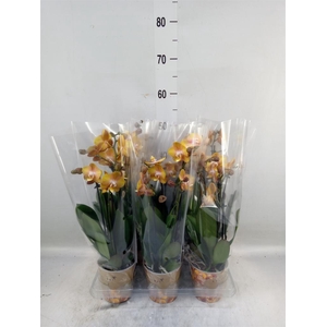 Phalaenopsis multi. 'Ant Las Vegas'