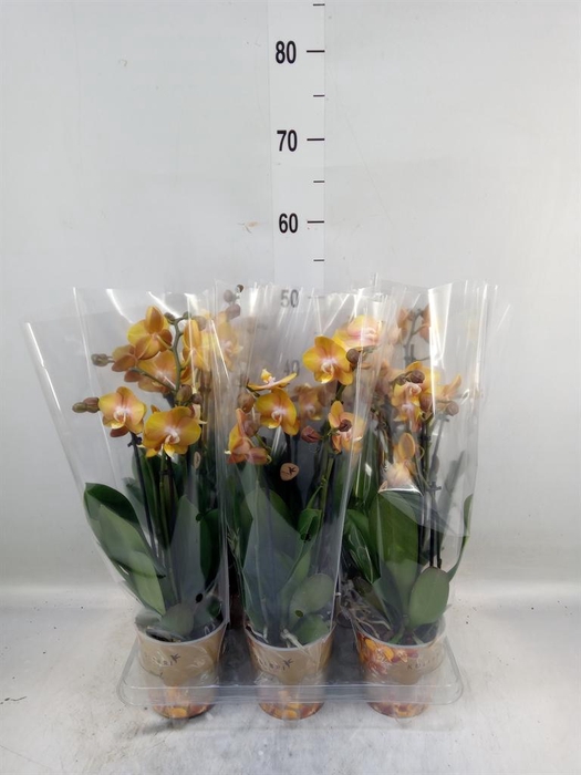<h4>Phalaenopsis multi. 'Ant Las Vegas'</h4>