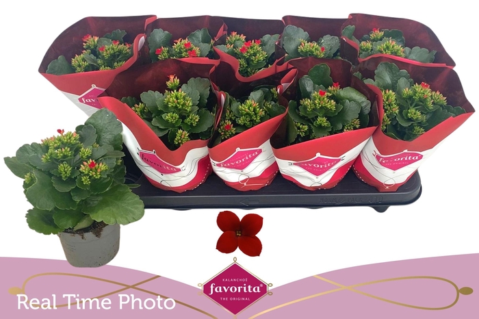 <h4>KAL EN LIPSTICK</h4>