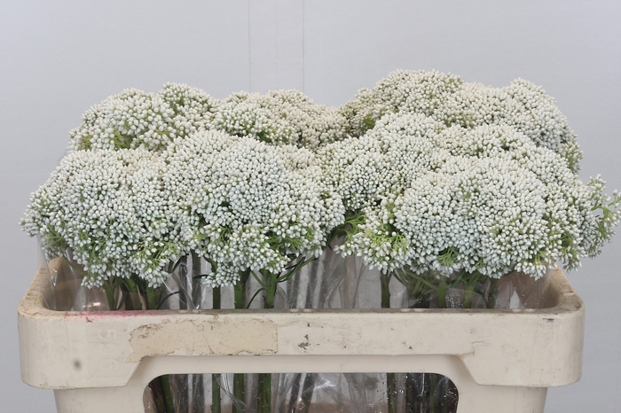 Ozothamnus Booming White