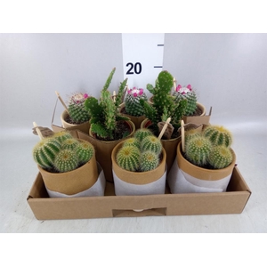Cactus   ...mix