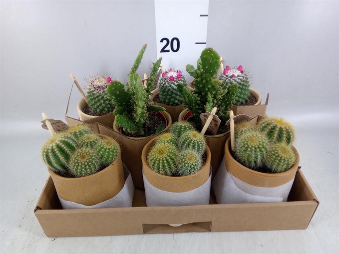 <h4>Cactus ...mix</h4>
