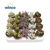 Sierra's® - Barcelona Succulent Mix (Collection)