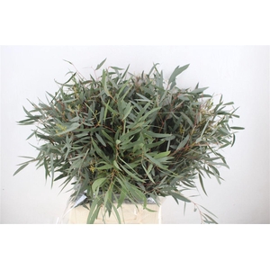 Euca Nicoly Short 150gr P Bunch