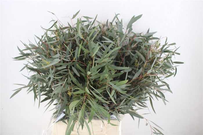 <h4>Euca Nicoly Short 150gr P Bunch</h4>