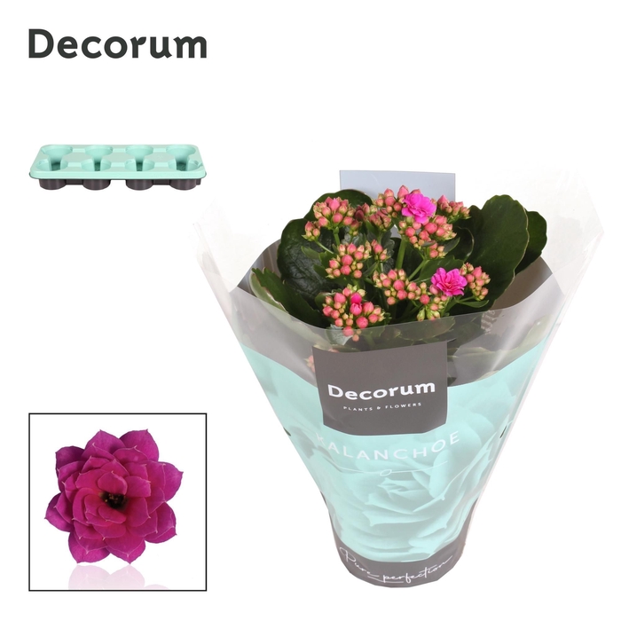 <h4>Kalanchoe Decorum - Purple</h4>