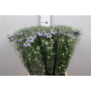 Nige D Clou Lavender