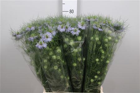 <h4>Nige D Clou Lavender</h4>