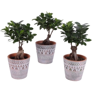 Ficus m. Ginseng Ball Shape Ø12cm in Ø14cm Ceramic Pot Inca