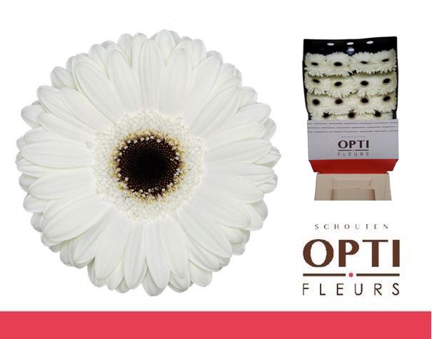 <h4>Gerbera White House Diamond</h4>