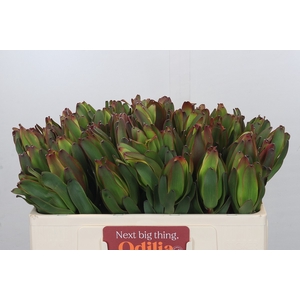 Leucadendron Laurel Yellow