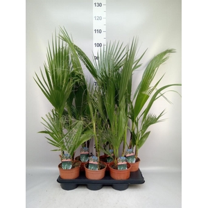 Washingtonia robusta