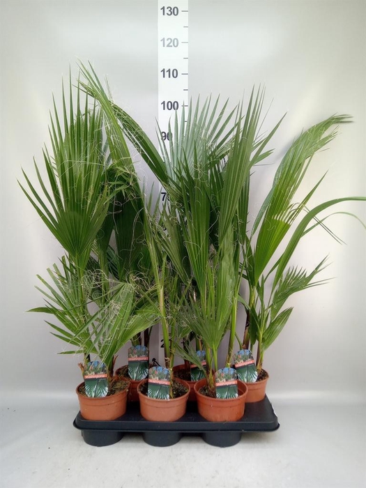 <h4>Washingtonia robusta</h4>