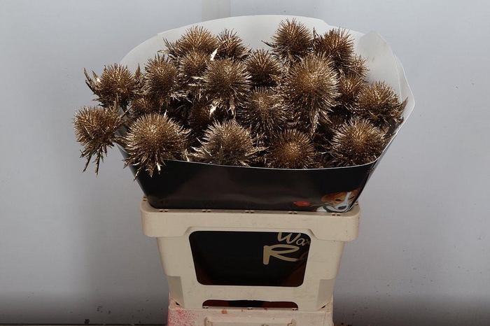 <h4>Eryn Wx Goud</h4>