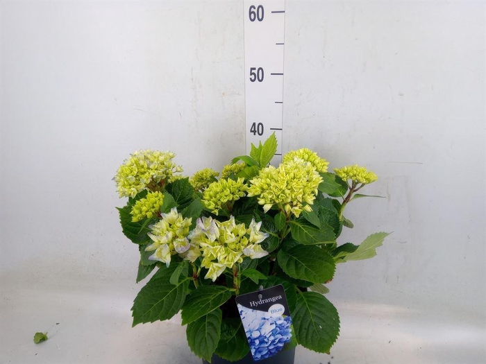 <h4>Hydrangea mac. 'Early Blue'</h4>