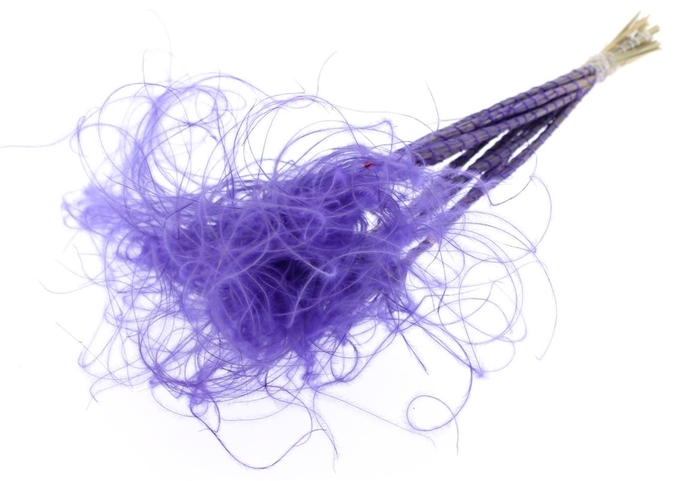 <h4>Stypha Penata 10 Tufts Per Bunch Purple</h4>
