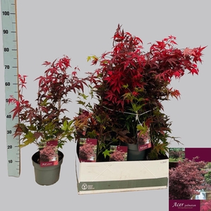 ACER PA ATROPURPUREU