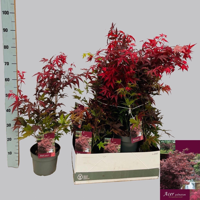 <h4>ACER PA ATROPURPUREU</h4>