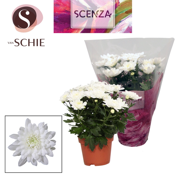 <h4>Chrysant Chrystal White</h4>