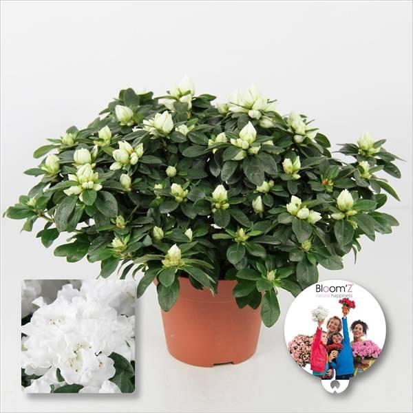 RHODO SI WITTE VOGEL
