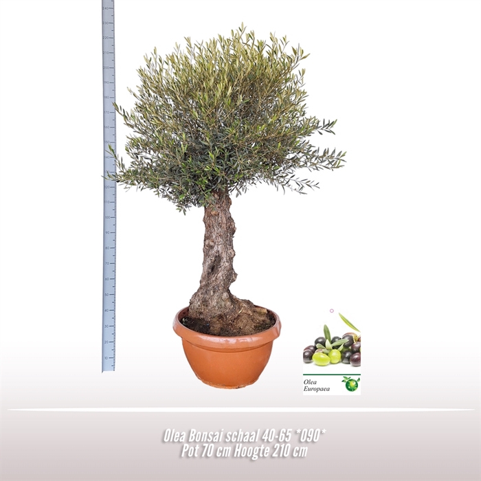 <h4>Olea Bonsai schaal 40-65 *090*</h4>