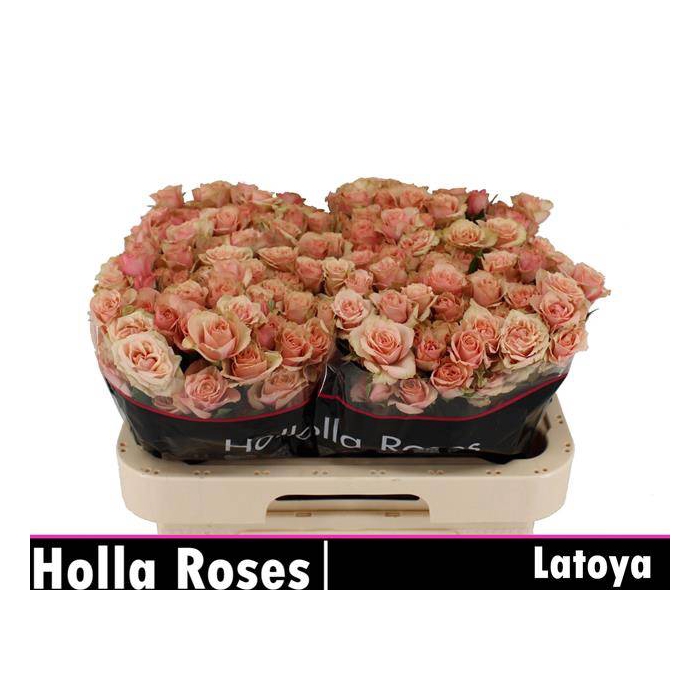 <h4>Latoya</h4>