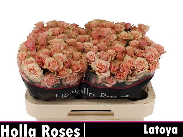 R TR LATOYA