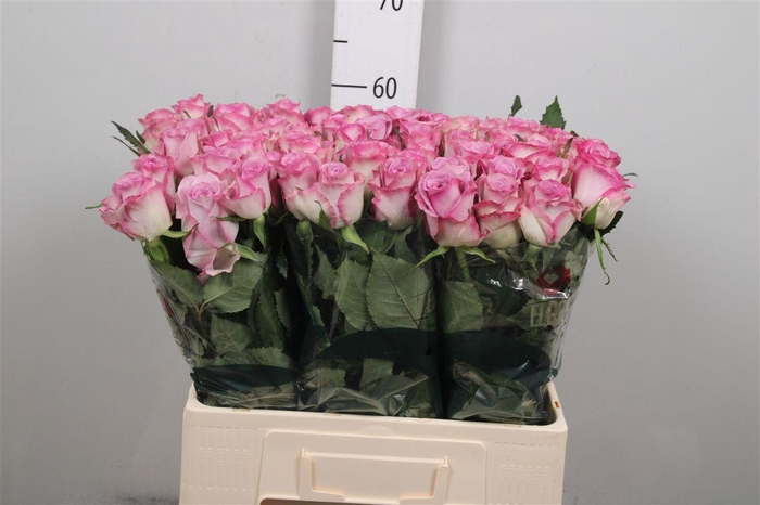 <h4>R Gr Thriller</h4>