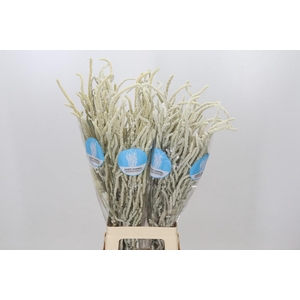 Amaranthus Yearming Desert